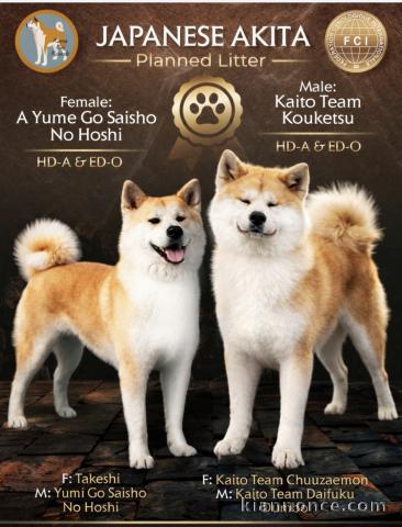  Akita Inu Puppies – Top FCI Bloodlines, Reservations Ope