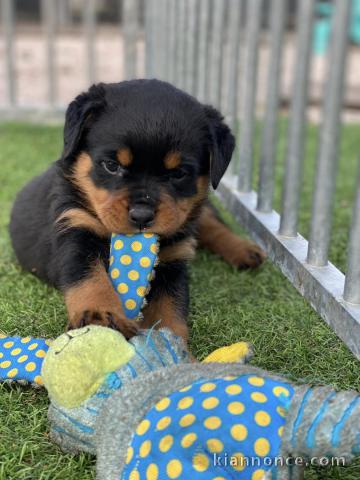 chiot rottweiler disponible pour adoption 