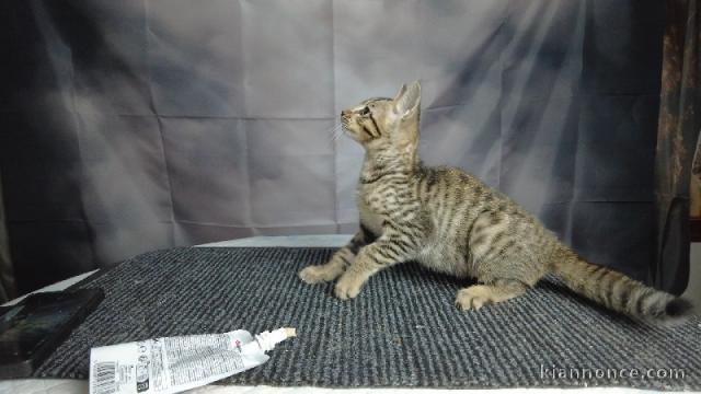 chaton Savannah disponible pour adoption 