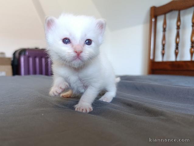 magnifique chaton ragdoll disponible 
