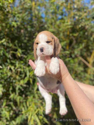 je donne chiot beagle disponible pour adoption 