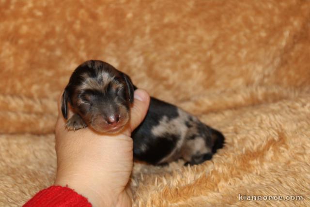 magnifique chiot teckel a donner 