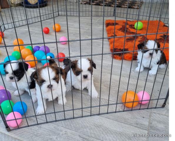 je donne chiot Shih Tzu disponible 