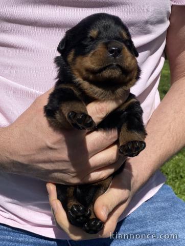je donne chiot rottweiler disponible 
