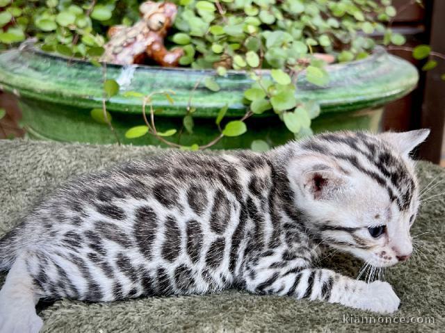 Je donne mon chaton Bengal disponible 