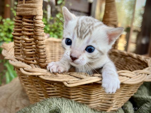 Chaton Bengal disponible pour adoption 