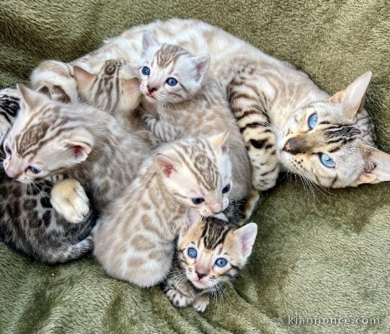 Annonce chaton Bengal disponible pour adoption 