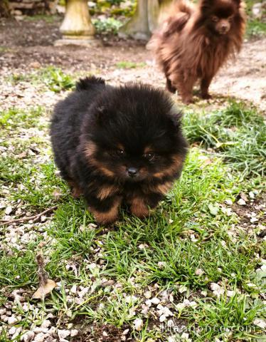 chiot spitz allemand disponible pour adoption 