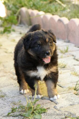 chiot berger australien disponible pour adoption 