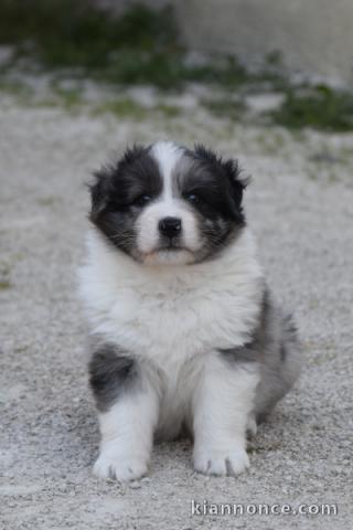 chiot berger australien disponible pour adoption 