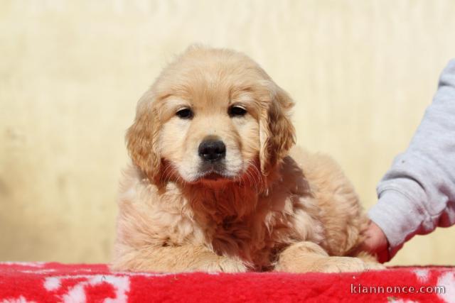 chiot golden retriever mâle a donner 