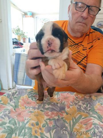 chiot boxer disponible pour adoption 