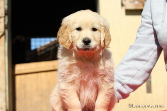 je donne chiot golden retriever mâle 