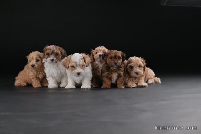 Bichon Havanais magnifiques chiots