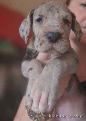 Dogue Allemand – magnifiques chiots