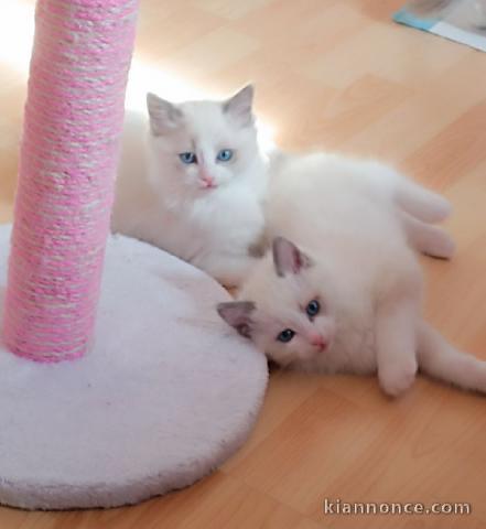 chaton sacré de Birmanie donner 