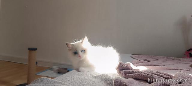 adorable chaton ragdoll femelle a donner 