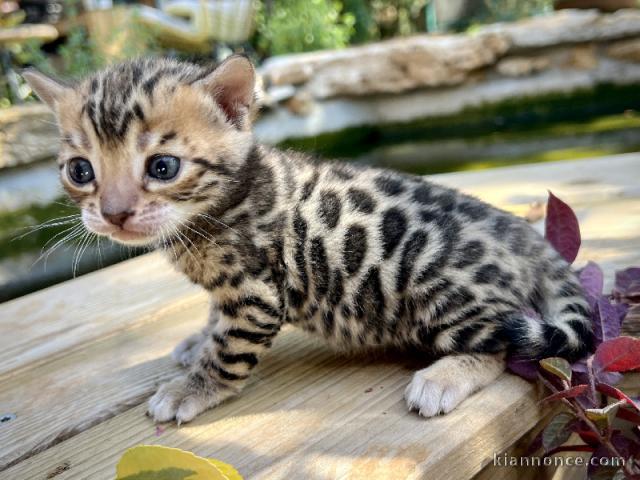 adorables chatons Bengal disponible 