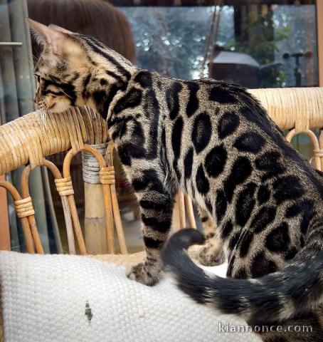 adorable chaton Bengal disponible pour adoption 