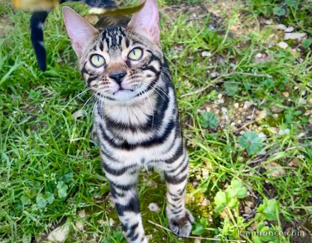 je donne mon chaton Bengal disponible 