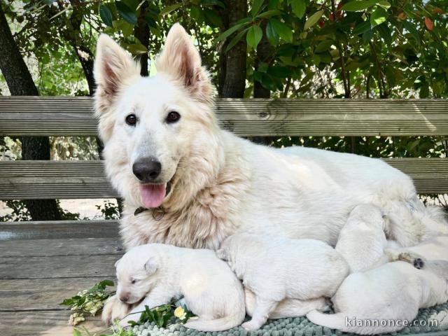 annonce chiot berger blanc suisse adoption 