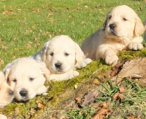 chiot golden retriever mâle et femelle disponible 