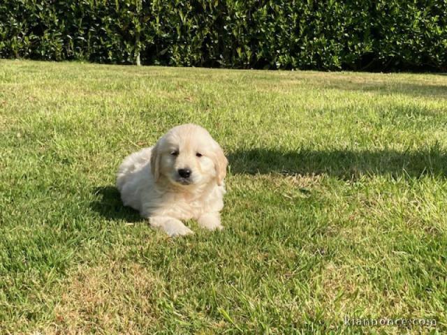 magnifique chiot golden retriever mâle 