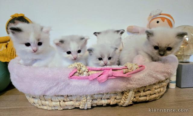 adorables chatons ragdoll femelle et mâle 