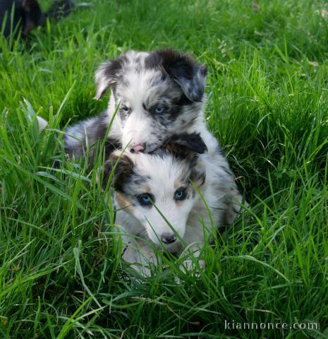 deux chiots bordé collier a donner 