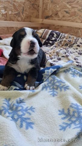 chiot Bouvier bernois a donner contre bon soin 