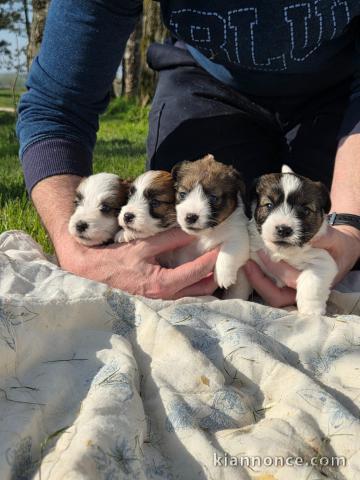 chiot Jack Russel terrier disponible 