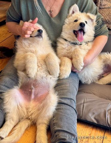 annonce chiot berger blanc suisse adoption 