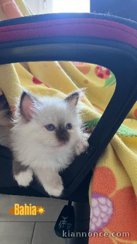 chaton sacré Birmanie à donner 