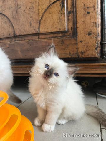 chaton sacré Birmanie à donner 