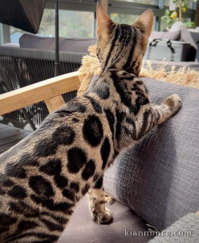 chaton Bengal disponible pour adoption 