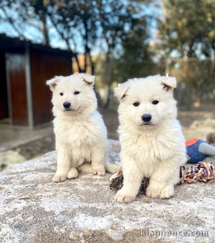 chiot berger blanc suisse adoption 