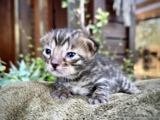 je donne chaton Bengal 