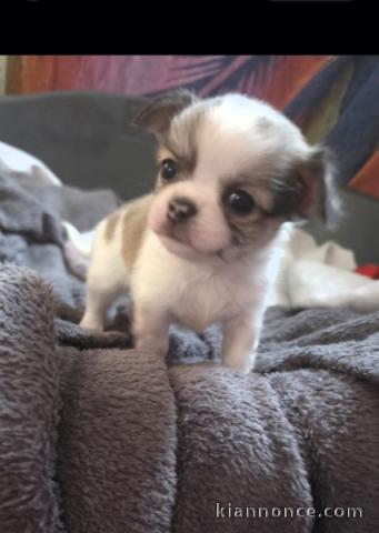 chiot chihuahua femelle a donner 