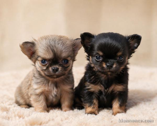 chiot chihuahua disponible pour adoption 