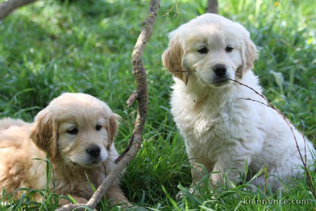je donne chiot golden retriever mâle 