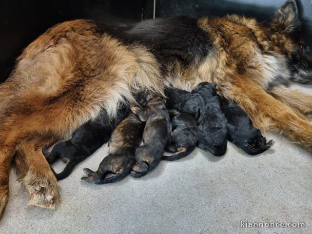 annonce chiot berger allemand 