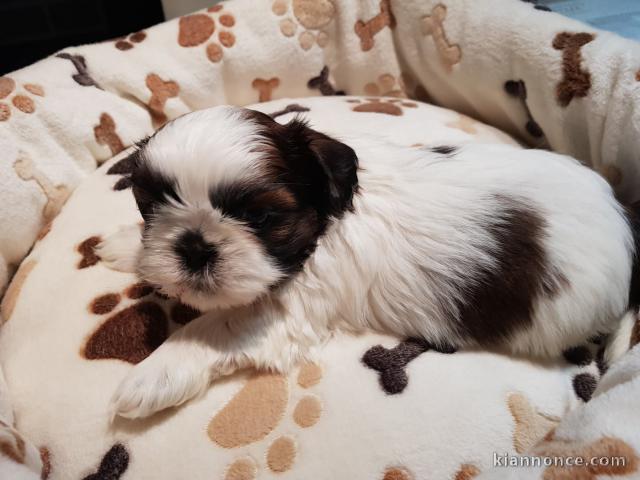 chiot Shih Tzu a donner 