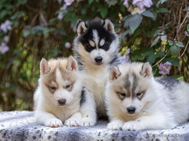 chiot husky sibérien à donner 