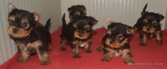 adoption chiot Yorkshire terrier femelle 