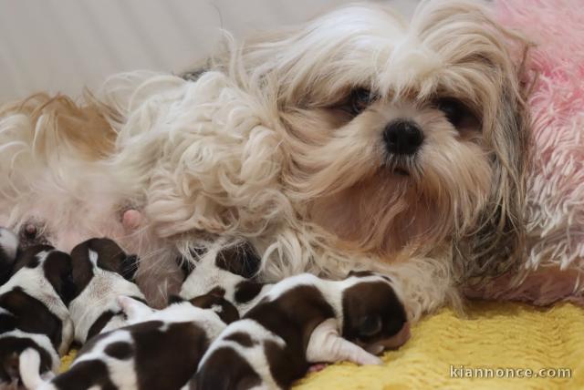 annonce chiot Shih Tzu lof 