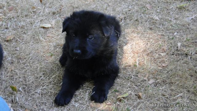 chiot berger allemand disponible 