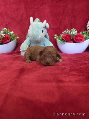 chiot caniche disponible pour adoption 