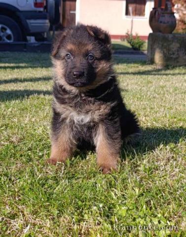 Berger allemand magnifiques chiots