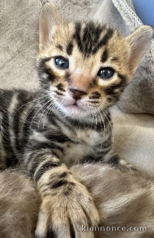 Bengal disponible pour adoption de suite 