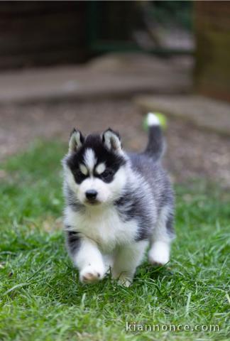 chiot husky sibérien à donner 
